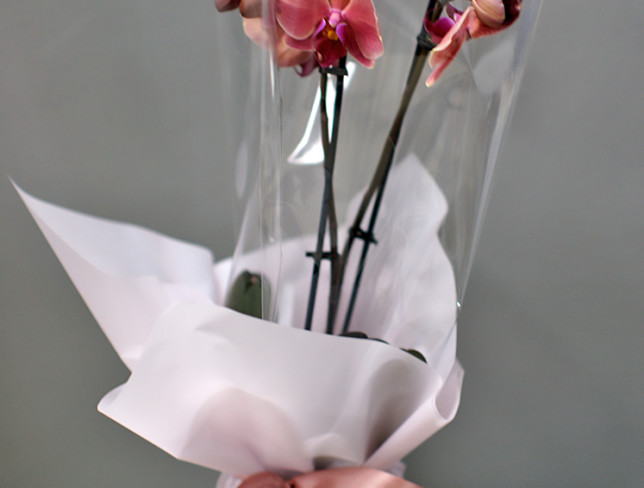 Розовая орхидея из 2 веток Фото